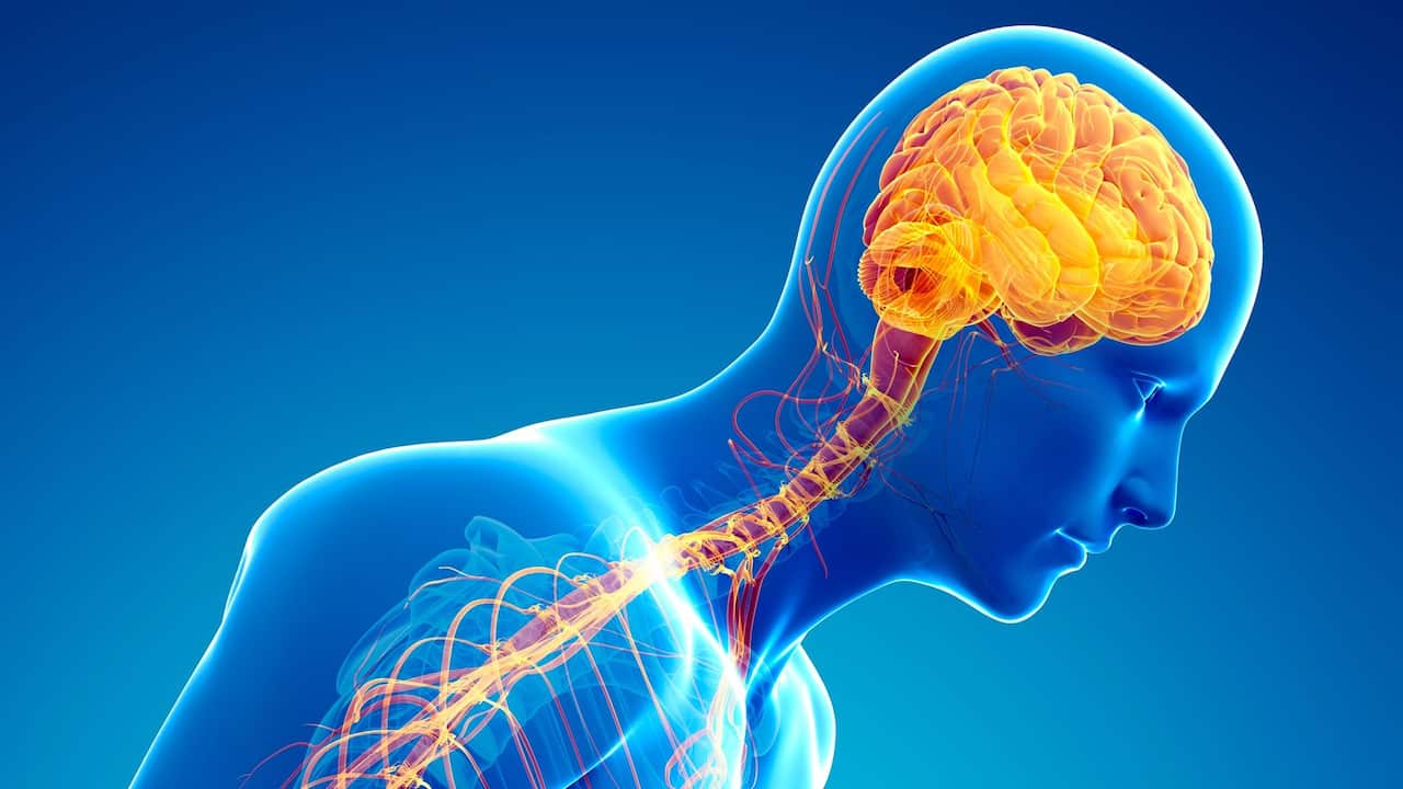 Human Brain