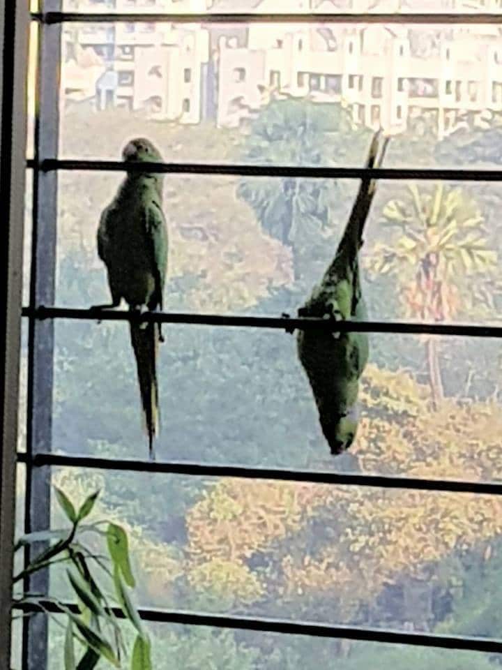 Parrots perched on household windows