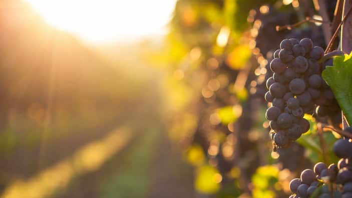 Pinot Nero