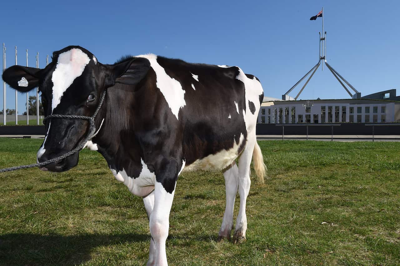 A dairy cow outside Parliament House in Canberra