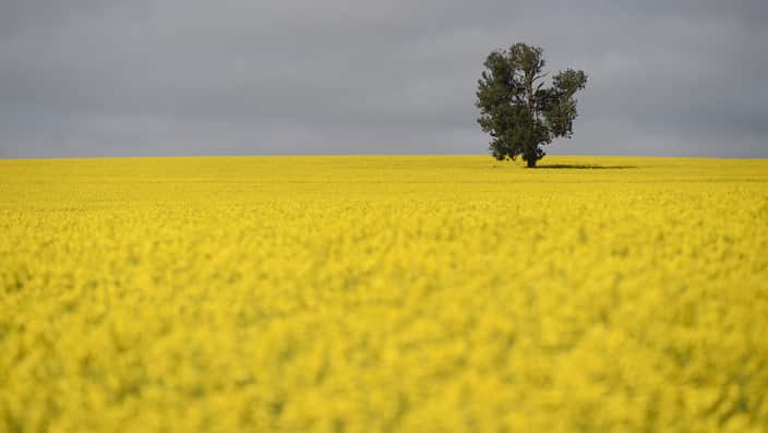 Wagga Wagga