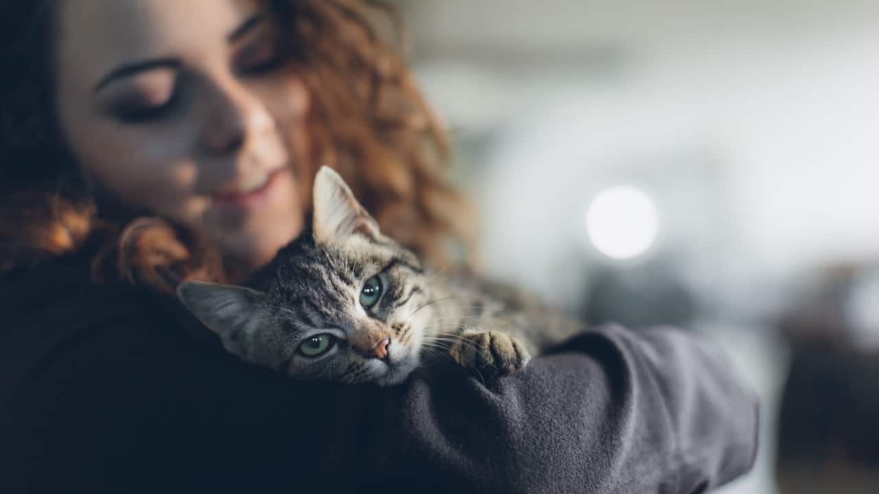 Hãy cân nhắc việc nhận nuôi dưỡng một con vật cưng đang tìm kiếm một mái ấm tình thương.