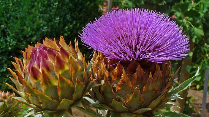 The flower and stem Artichoke