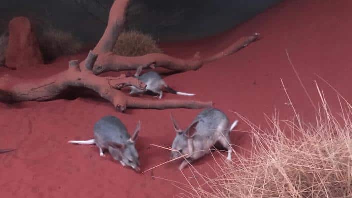 Native Australian bilbies