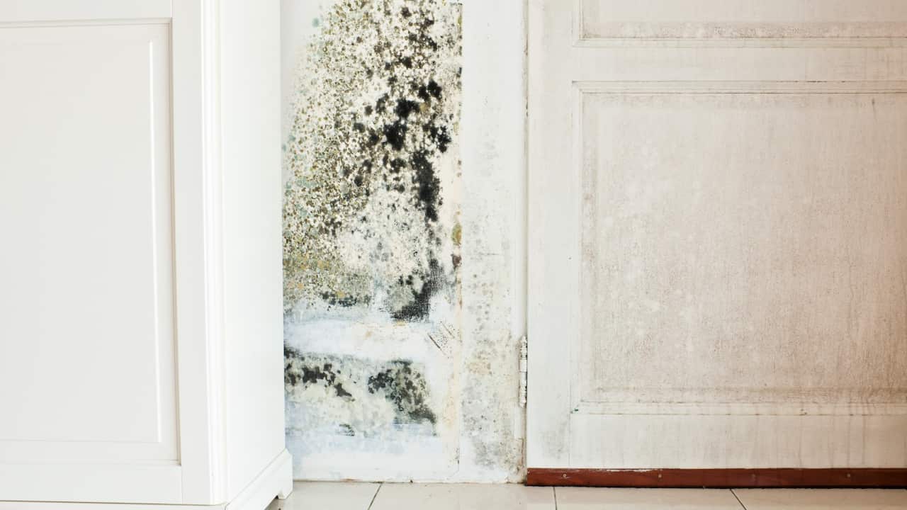 Mould and Health Hazard