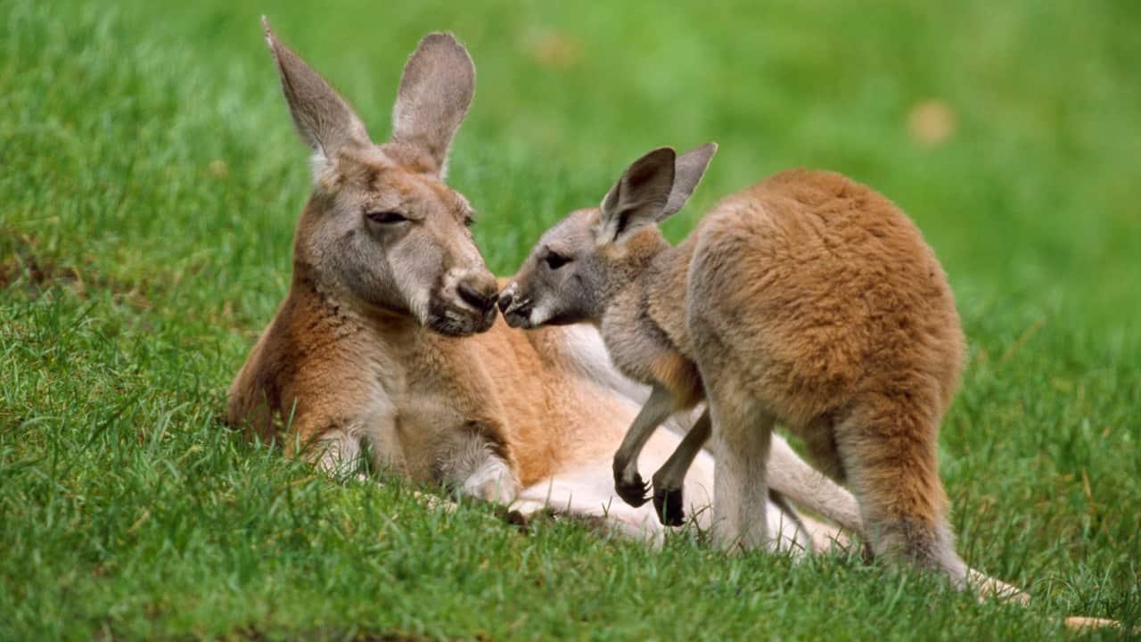 El canguro, símbolo de Australia, se convierte en la nueva misión de congresistas en EEUU