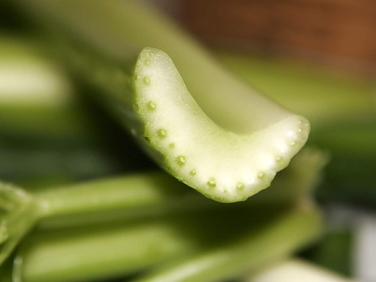 drinking celery juice is a holistic option for treating (not curing) psoriasis.