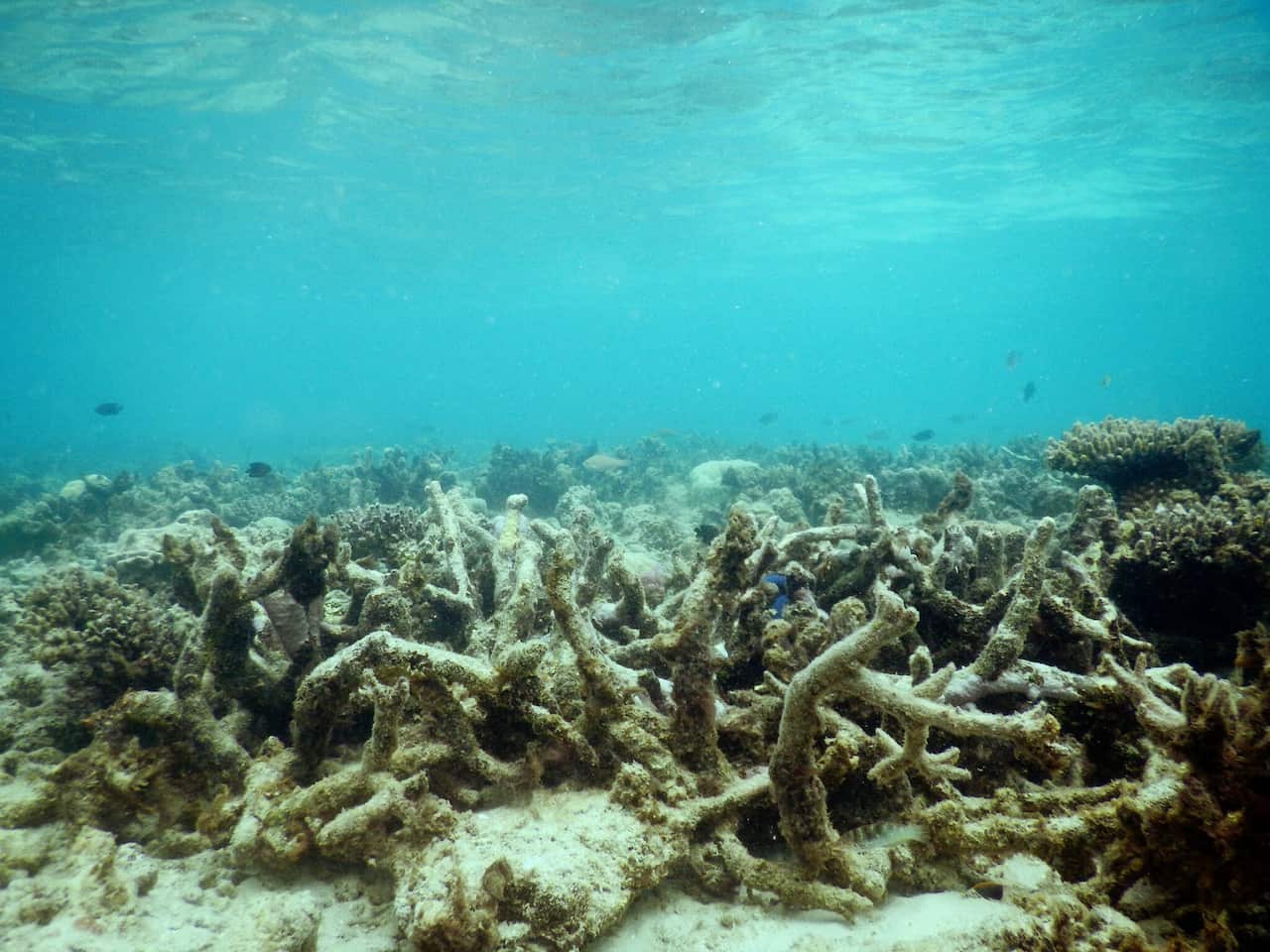 Great barrier reef