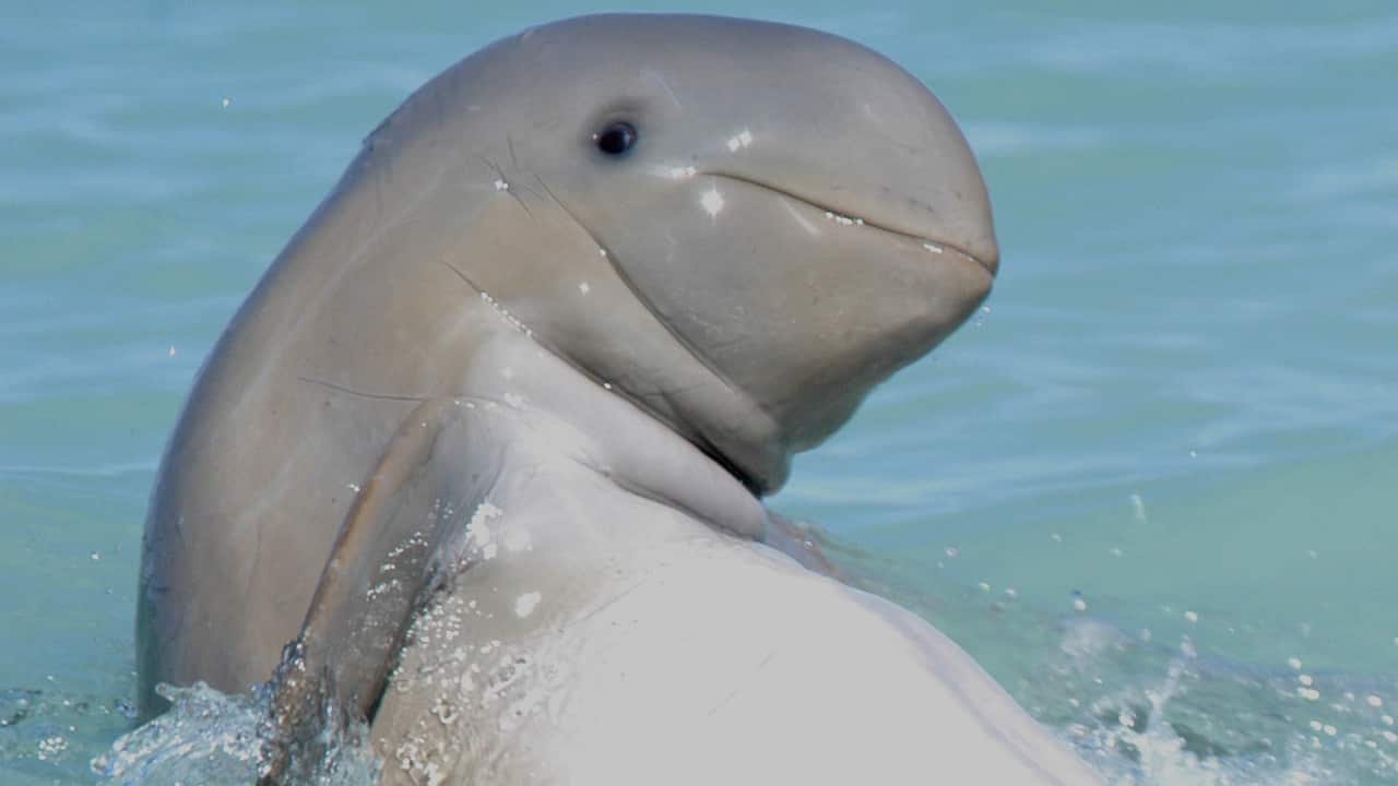 A Snubfin Dolphin is pictured in Roebuck Bay off Broome.