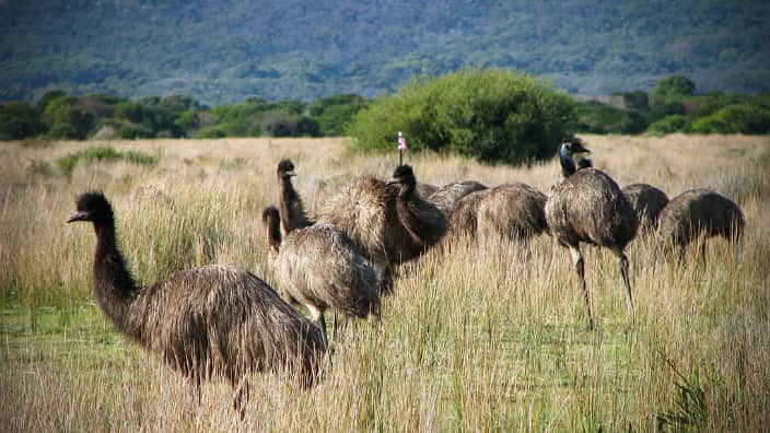 Emus at Wilsons Promontory National Park