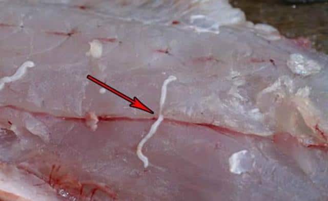 Fish Parasites