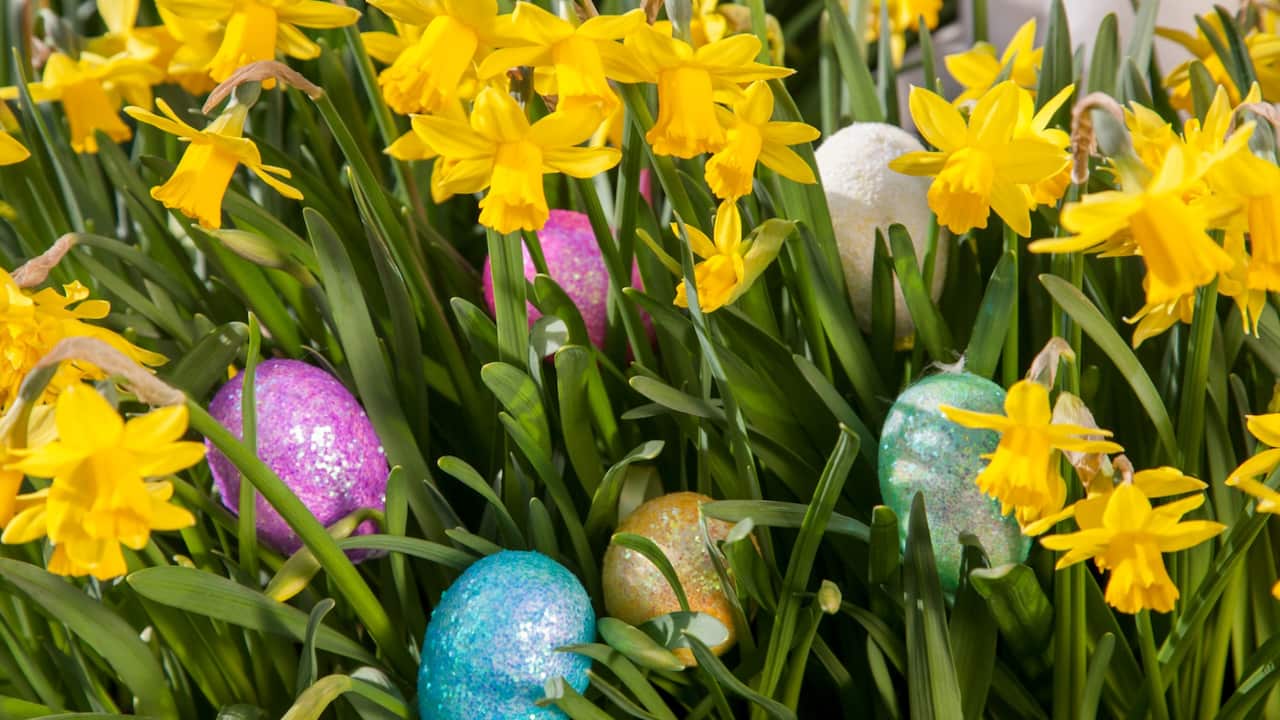 Easter eggs hidden among small flowering daffodils