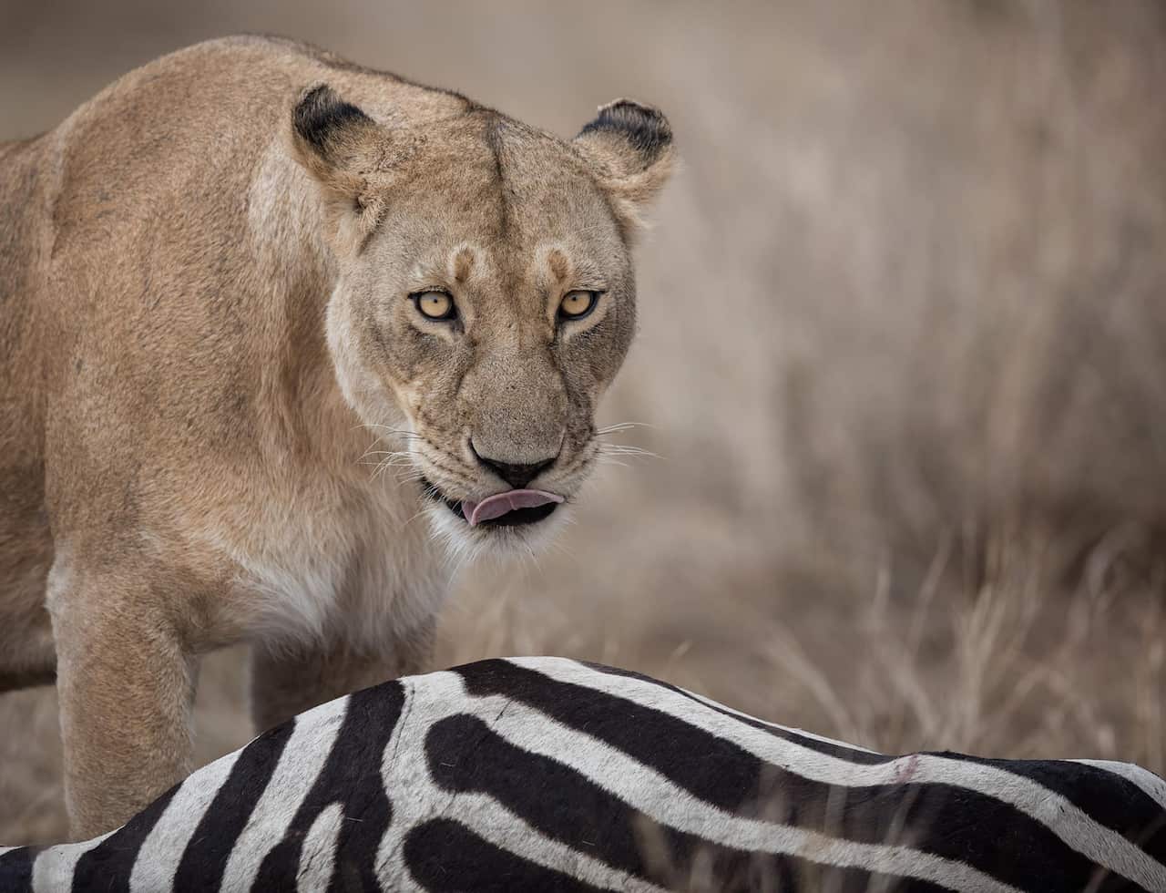 悉尼动物园(Sydney Zoo)有来自非洲的狮子和斑马。