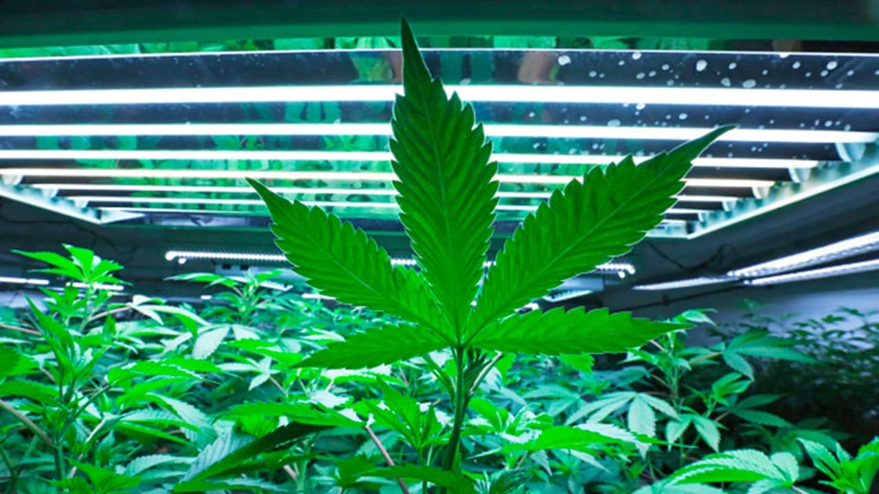 marijuana Plants
