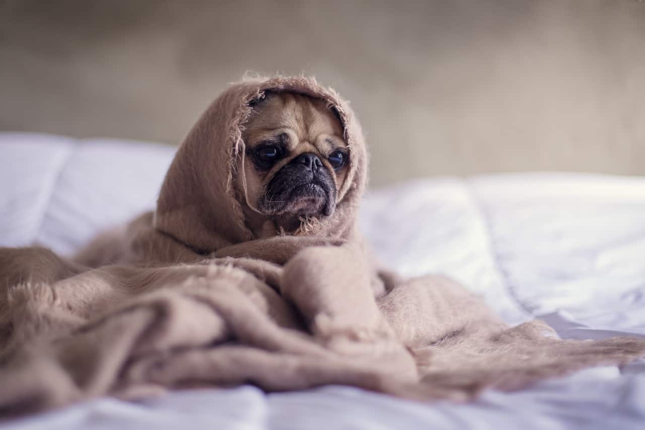 pets are generally safe from being infected with coronavirus