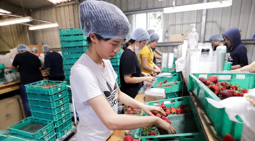 New agriculture visa for overseas farm workers