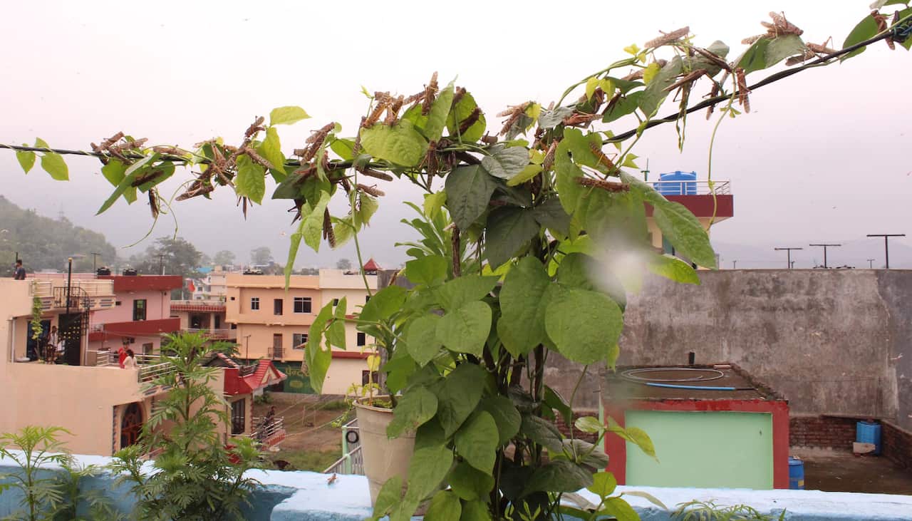 बुटवलमा शनिबार सिमीको बोटमा देखिएको सलह किरा ळोकस्ट locust Nepal