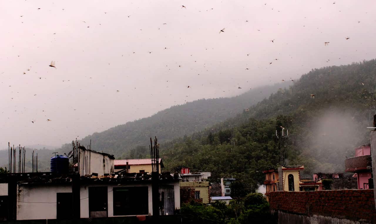 Locust in Nepal