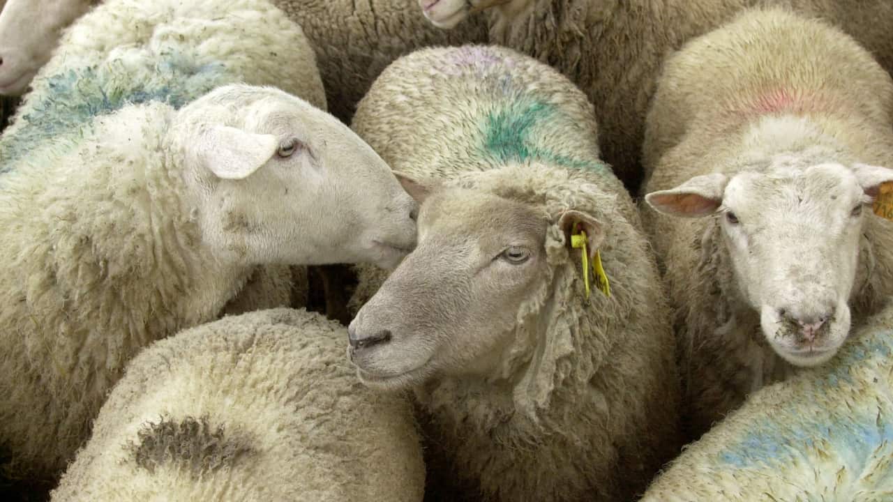 sheep