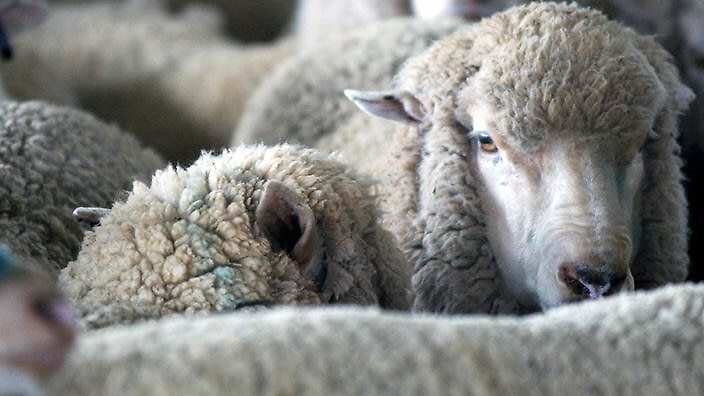 sheeps