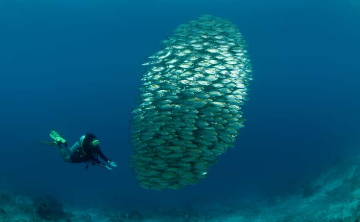 School of yellow line scads and diver. 