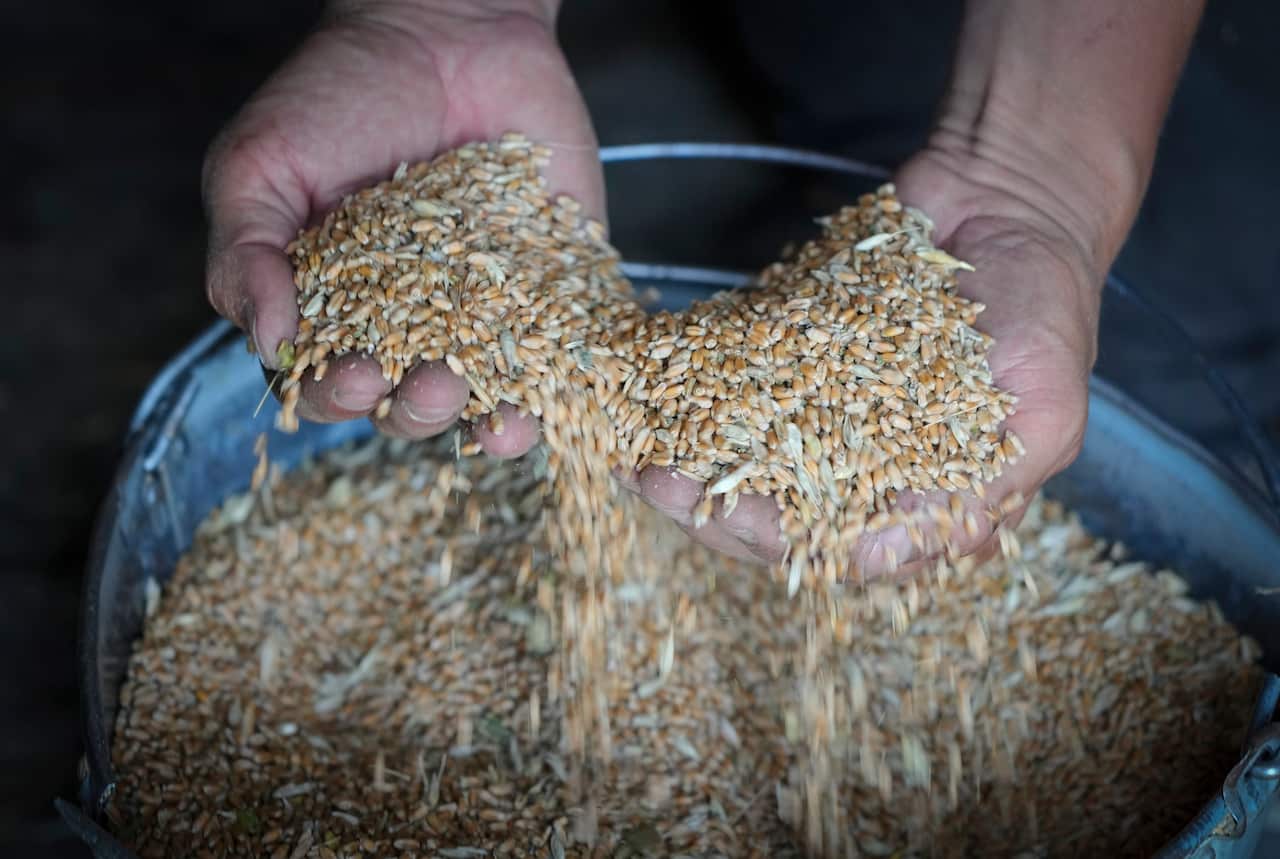 Farmer shows grain in his barn