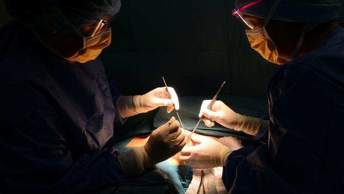 JAPAN MINISTRY GRANTS PERMISSION FOR HISTORIC HUMAN-ANIMAL HYBRID EXPERIMENTS