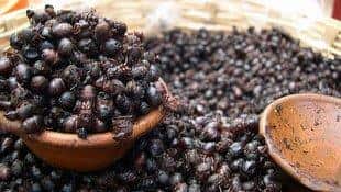 Edible Insects