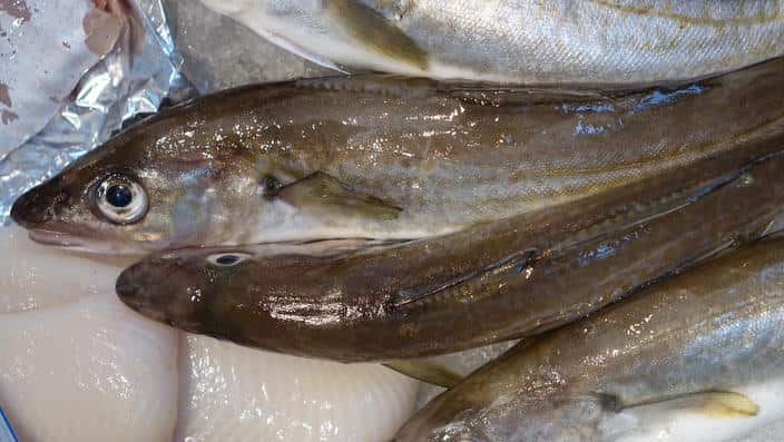 Fish