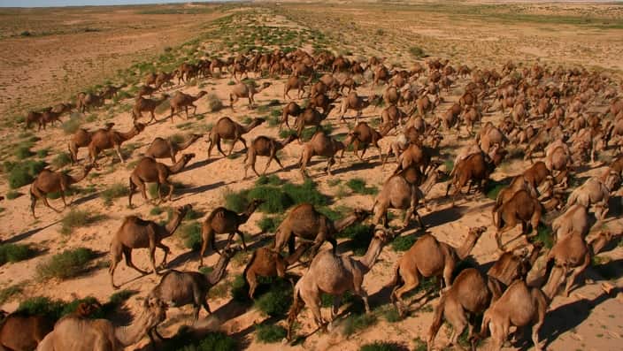  A mob of camels in the Simpson Desert.