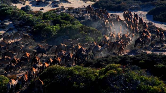 Camels in the Nullabor region of central Australia 2013. The Australian Feral Camel Management Project has brought wild camel numbers down to about 300,000