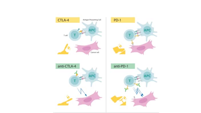 Figure detailing how CTLA-4 and PD-1 interact with T-cells
