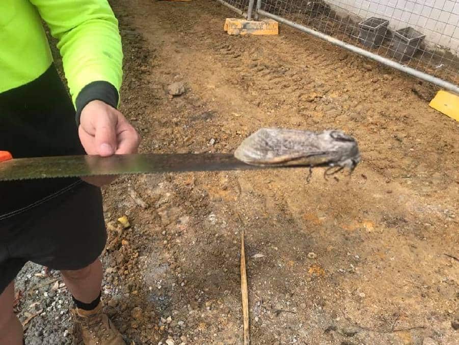 A giant wood moth appeared in a Queensland school.