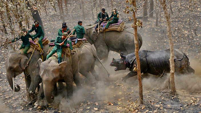 A Rhino in Nepal