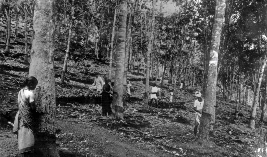 Independence Day Sri LAnka