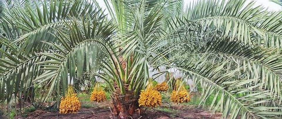 Date Palm