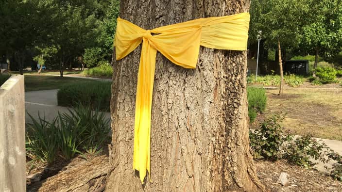 Yellow ribbons have been tied around the tree trunks, in Marysville, as a symbol of hope and recovery