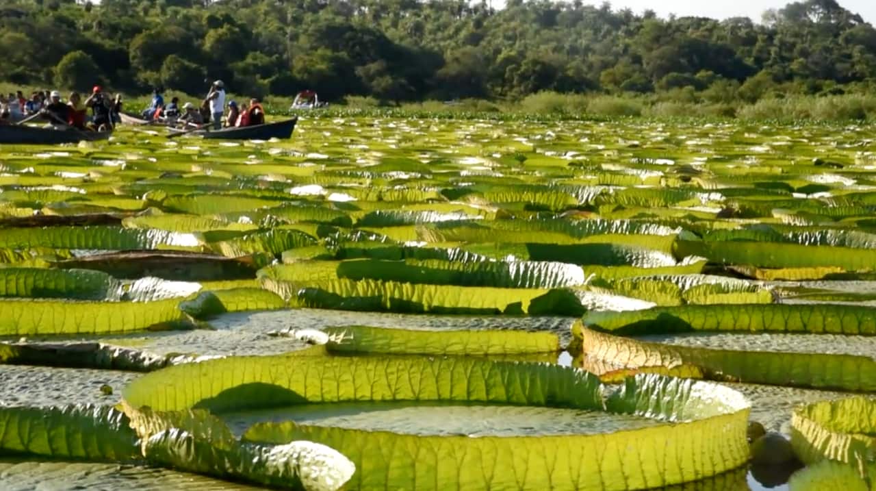 Lirios gigantes en Paraguay