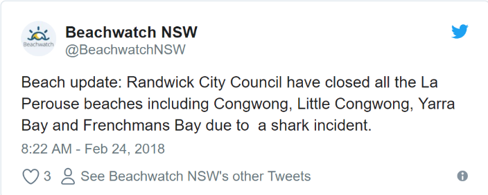 shark attack