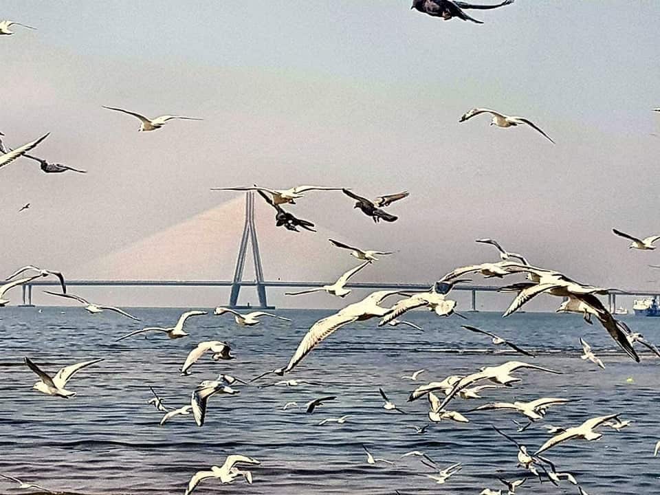 Seagulls flying across Worli Sea Link