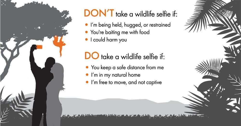 World Animal Protection: