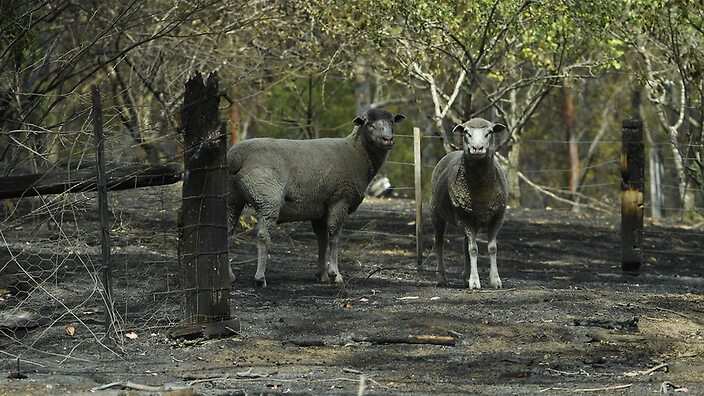 Sheep are seen on a fire-damaged property in Sarsfield, East Gippsland, Victoria.