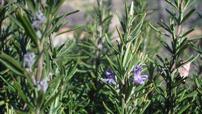 rosemary