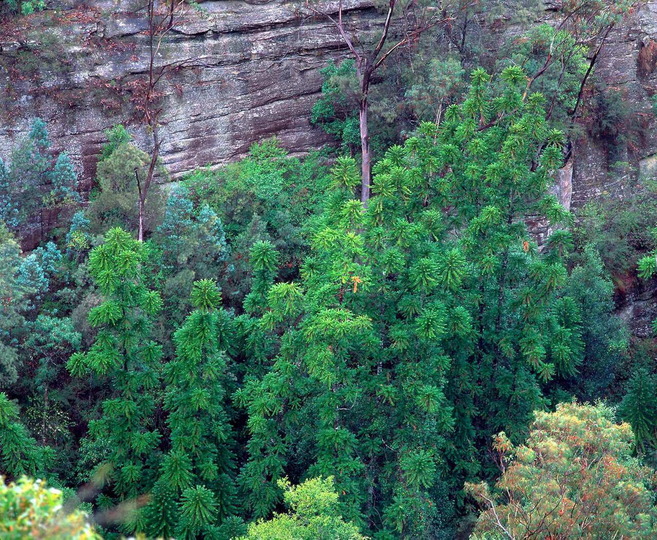 Photo by Jaime Plaza/Botanic Gardens Trust courtesy of dr. Maurizio Rossetto