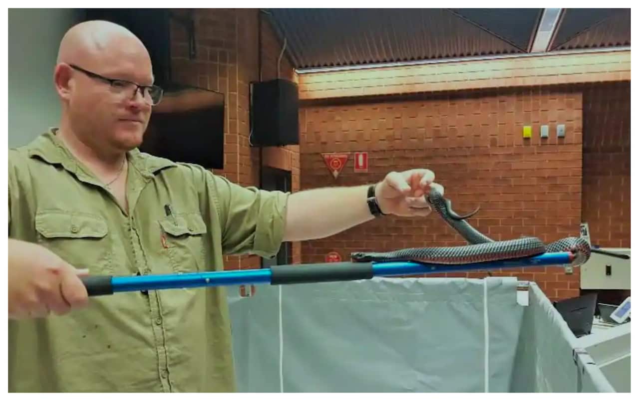 Snakes catcher