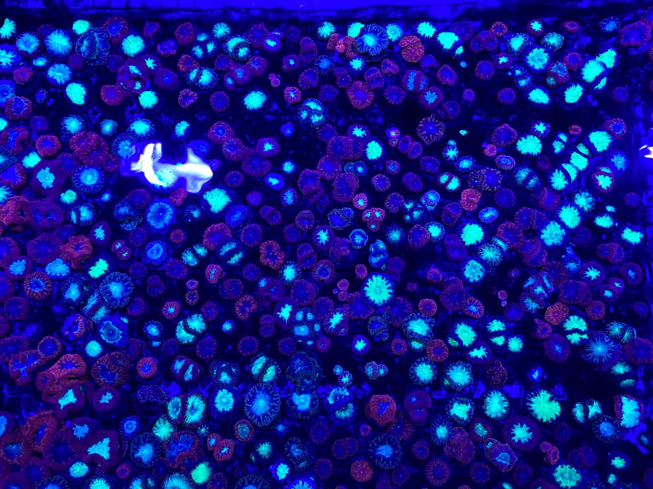Some of the colourful corals growing in Dr Dean Miller’s lab 