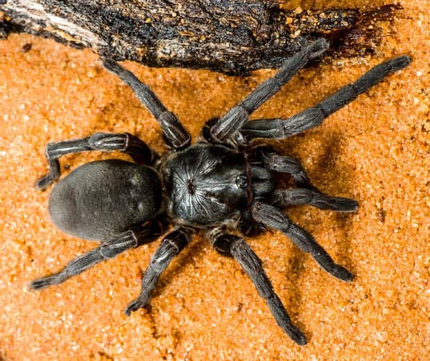 A brush-footed trap-door spider