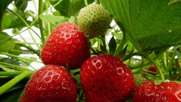 Strawberries on the vine