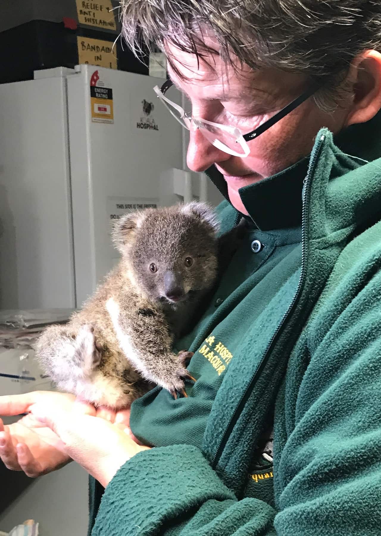 Susanne Scheuter with a koala at the Port Macquarie Koala Hospital.