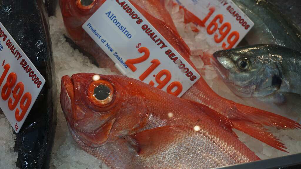 Afonsino fish